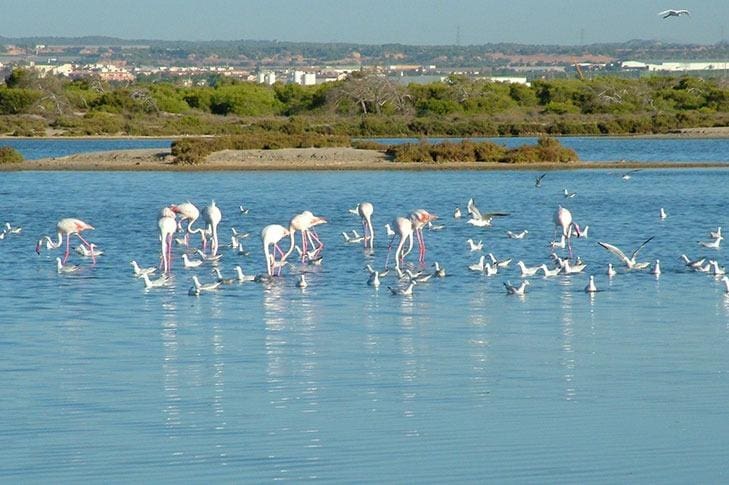 For Sale in San Pedro del Pinatar